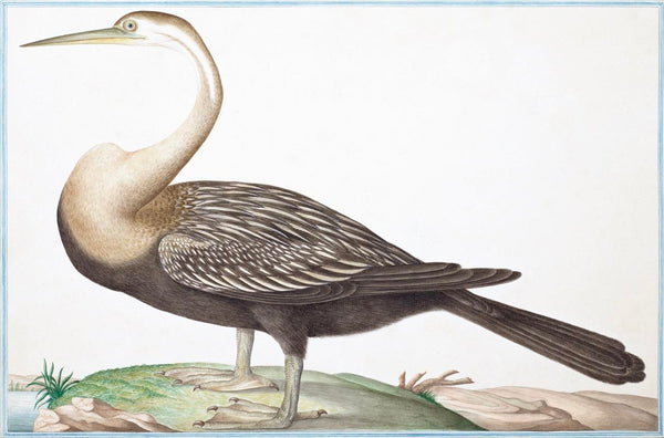 Birds of Ceylon II