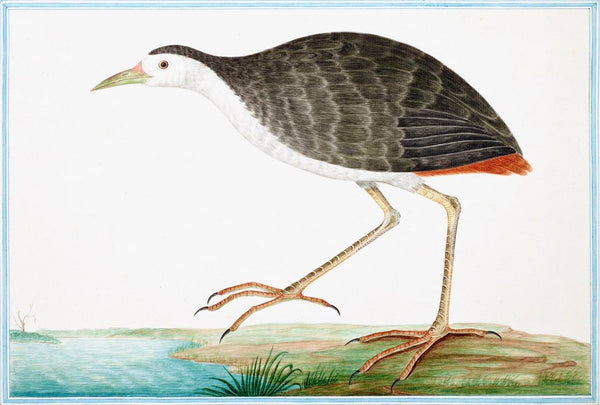 Birds of Ceylon VII