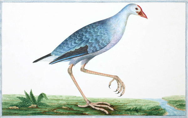 Birds of Ceylon VIII