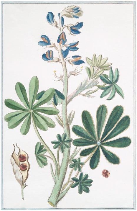 Italian Botanical II