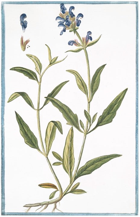 Italian Botanical VI