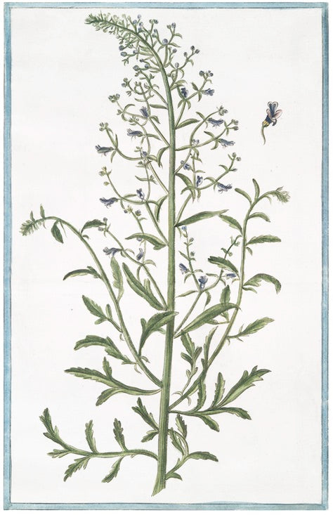 Italian Botanical IX