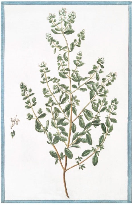 Italian Botanical VII