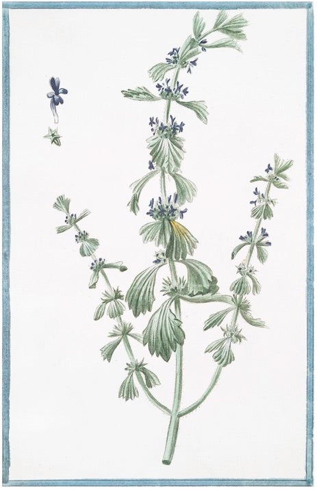 Italian Botanical VIII