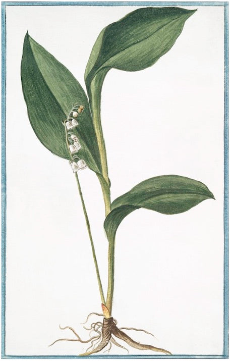 Italian Botanical XIII