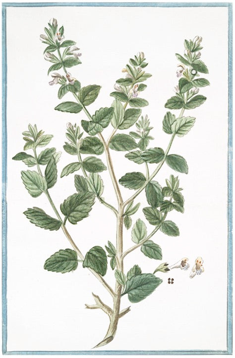 Italian Botanical XI