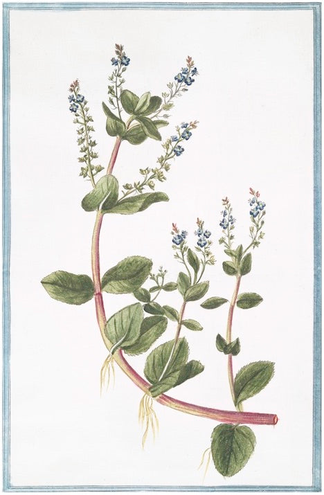 Italian Botanical XII