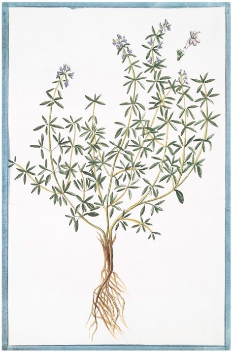 Italian Botanical XIV