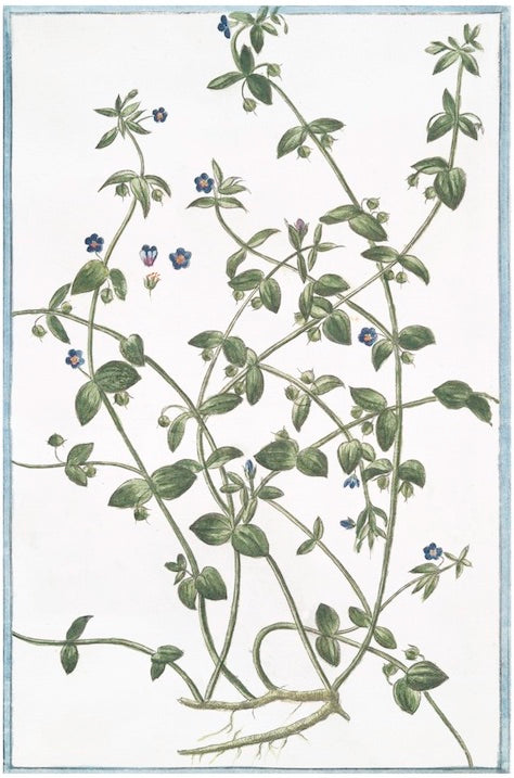 Italian Botanical XVI