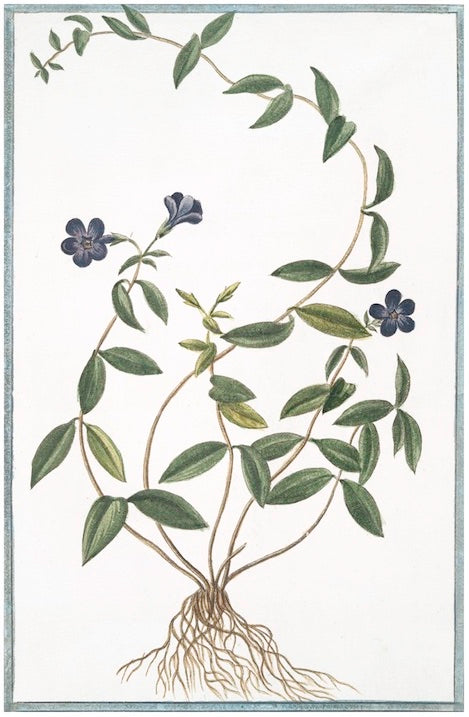 Italian Botanical XV