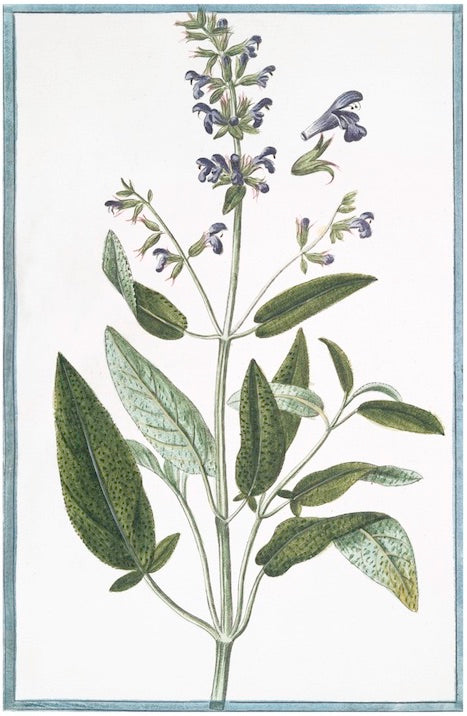 Italian Botanical XVIII