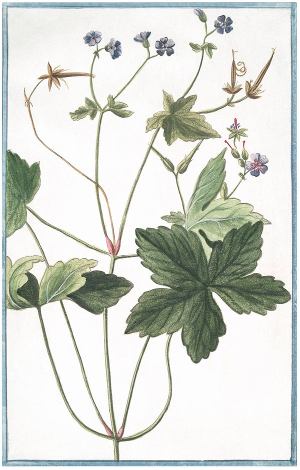 Italian Botanical XVII