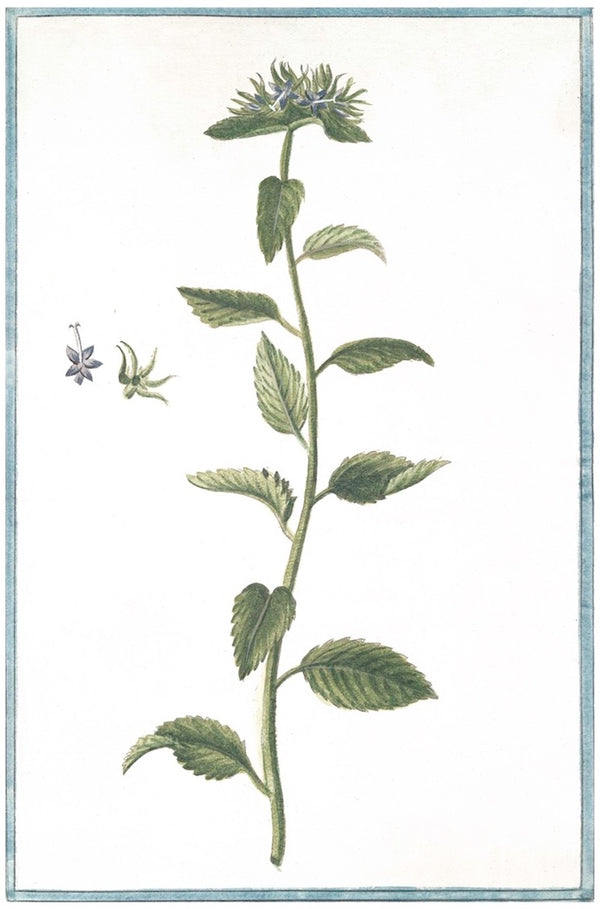 Italian Botanical XIX