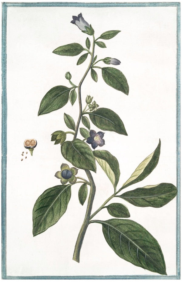 Italian Botanical XXI