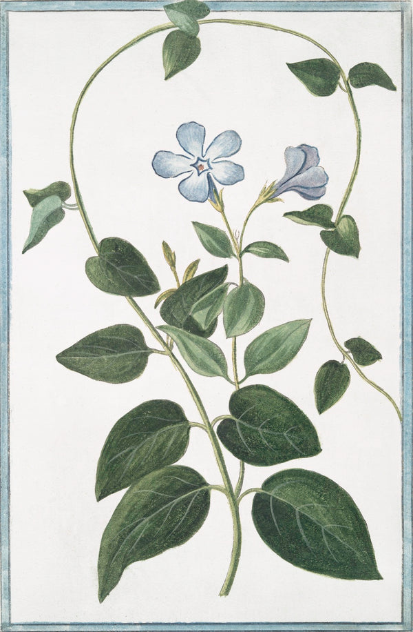 Italian Botanical XXIII