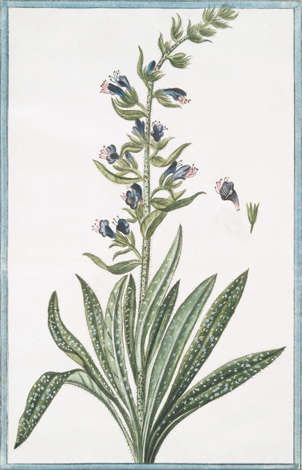 Italian Botanical XXIV