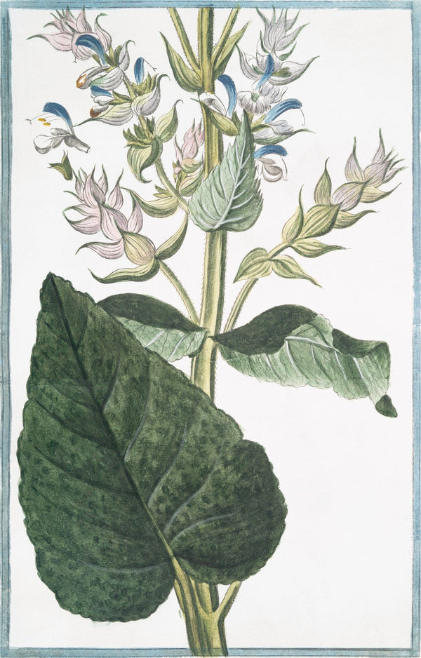 Italian Botanical XXV