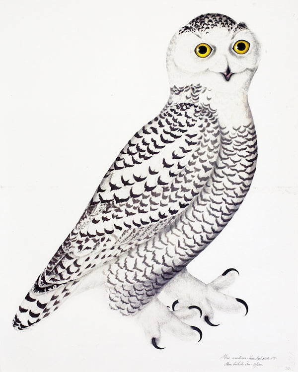 Swedish Owls II