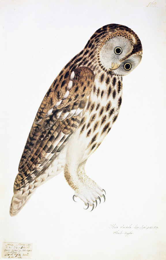 Swedish Owls III