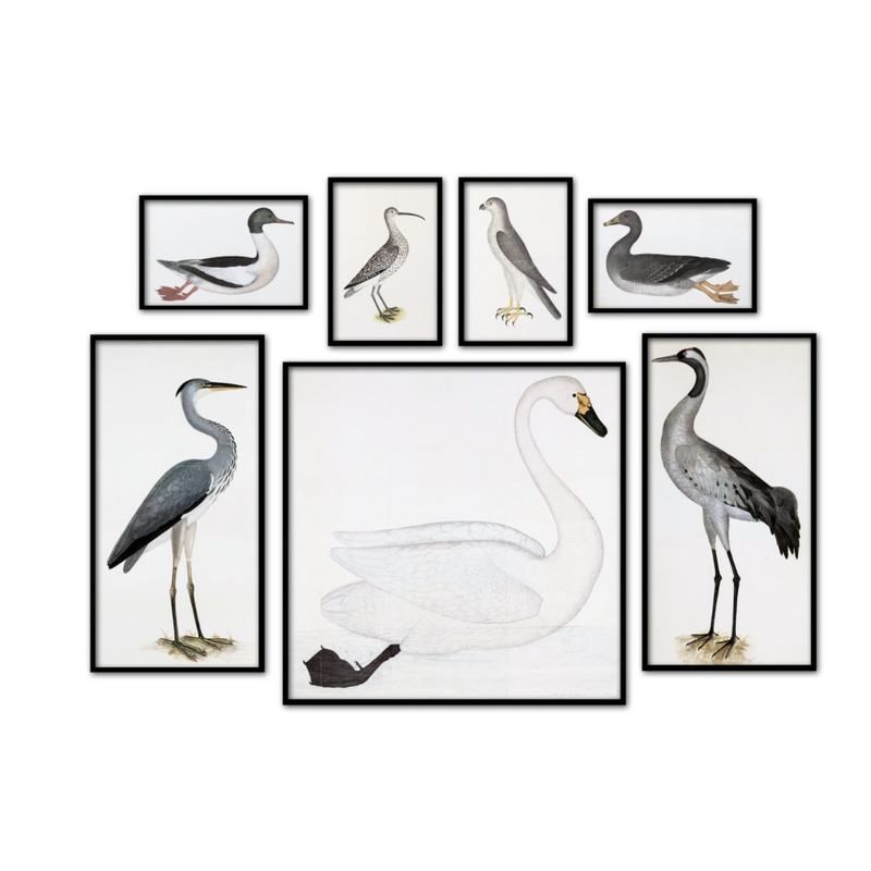 Vintage Birds Print Set of 7