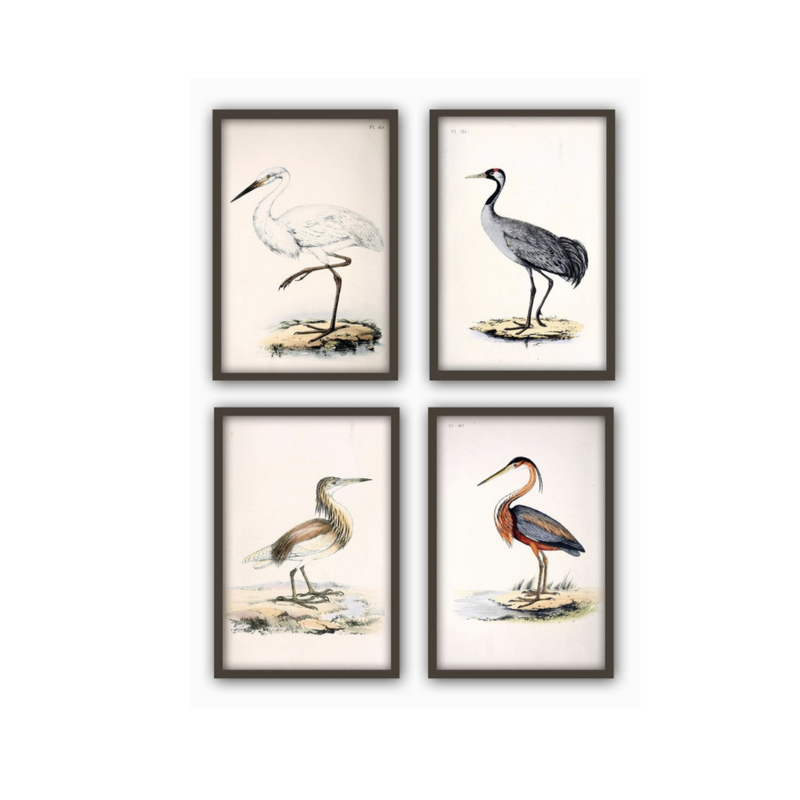 Antique Bird Large Scale Print Set