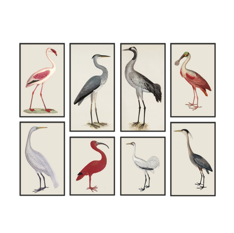 Ibis Birds Print Set of 8