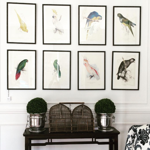 Parrot Prints