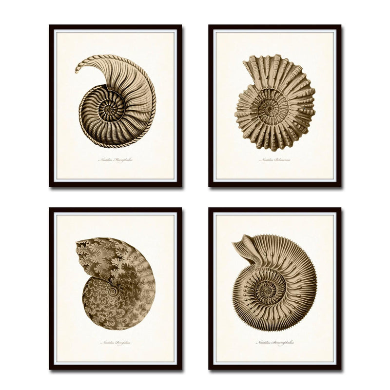 Sepia Seashell Prints Set of 4